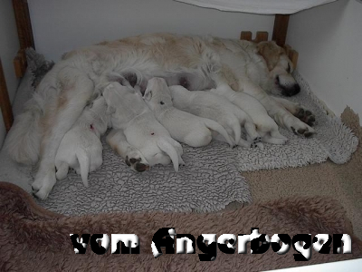 Bilder des E-Wurfs 46