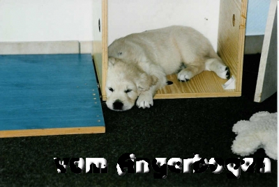 Bilder des B-Wurfs 5