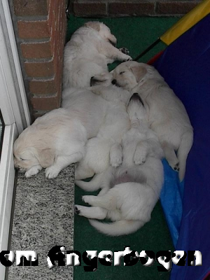 Bilder des E-Wurfs 91