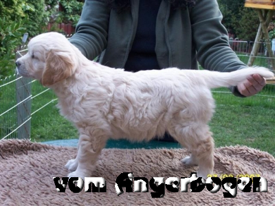 F-Wurf 129