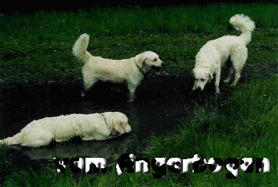 Geburtstag D-Wurf 11