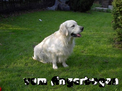 D-Wurf 1
