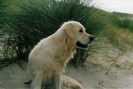 Naike