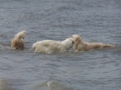 Bredene 16